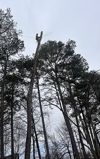 Pierson Tree Solutions crew performing tree trimming in Gwinnett County GA